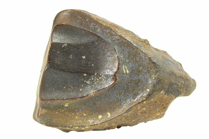 Fossil Dinosaur (Triceratops) Shed Tooth - Wyoming #289192